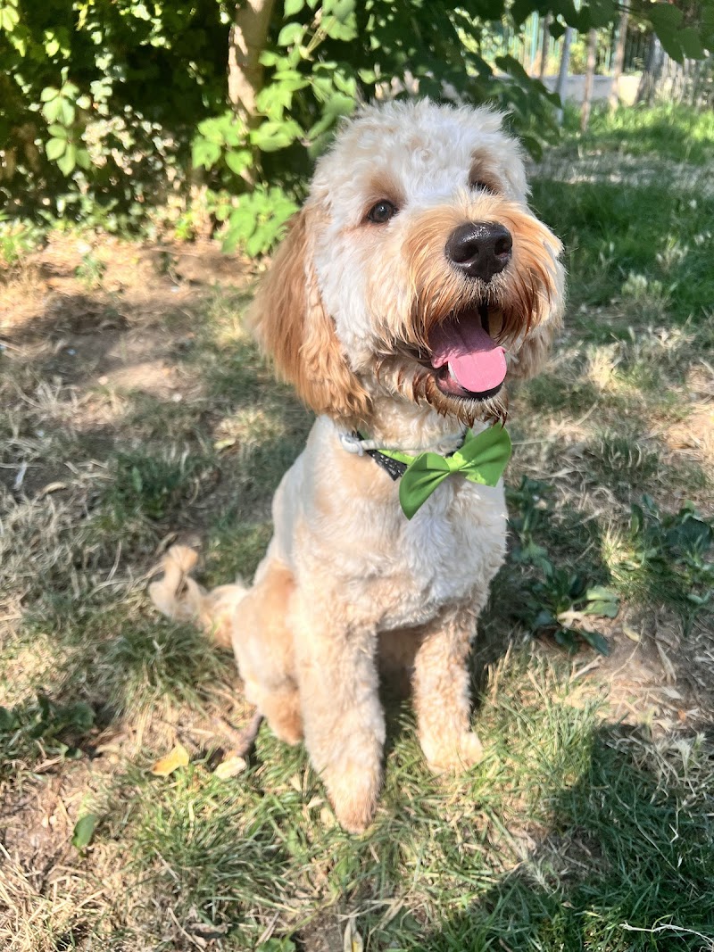 Naturally-dog