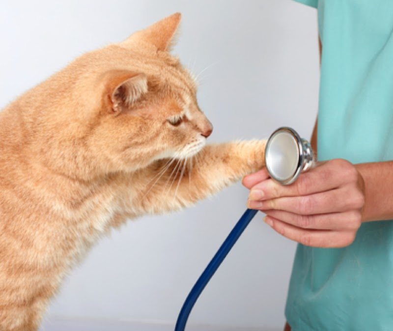 veterinary clinic Tellene
