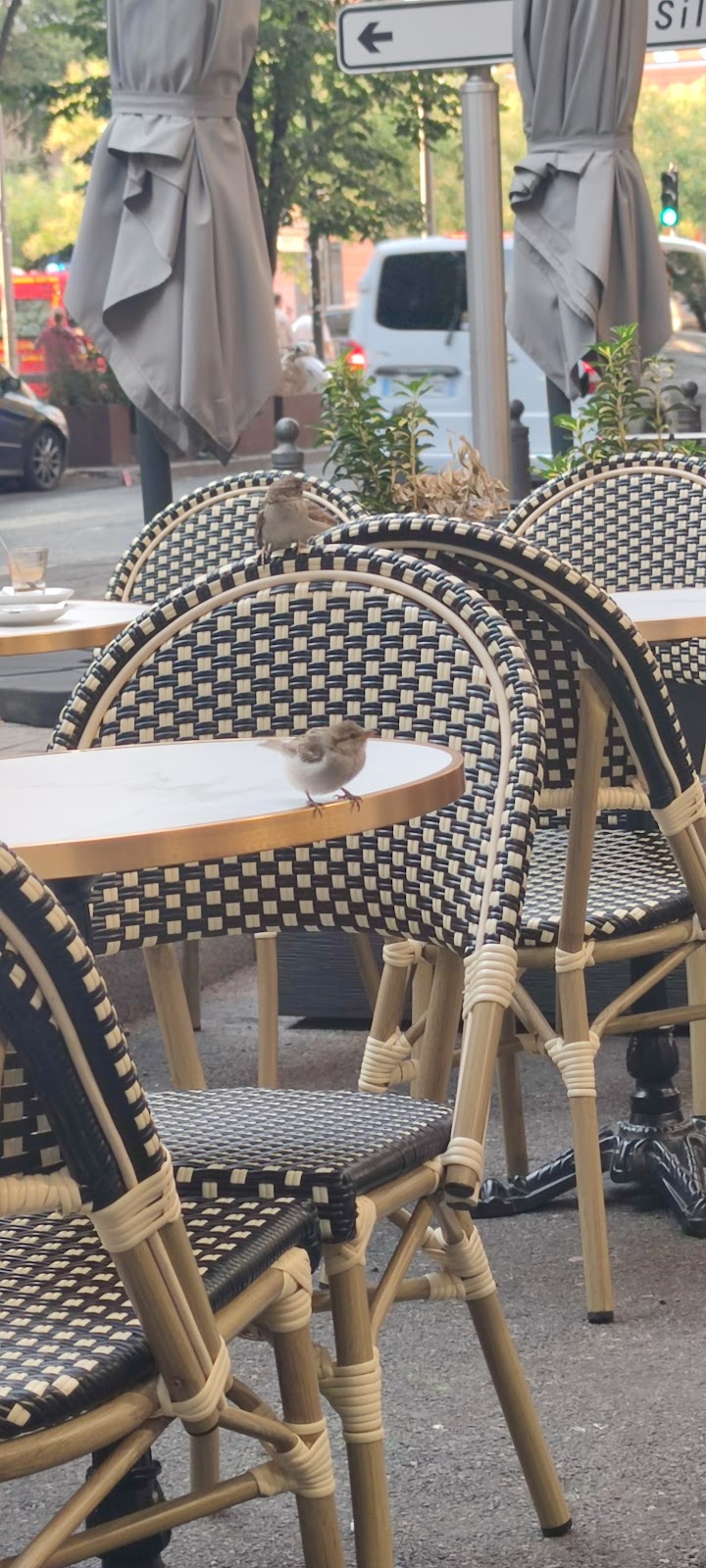 Maestro café restaurant
