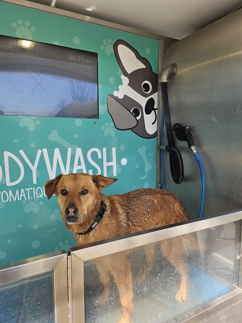 Teddy Wash (Pet Wash)